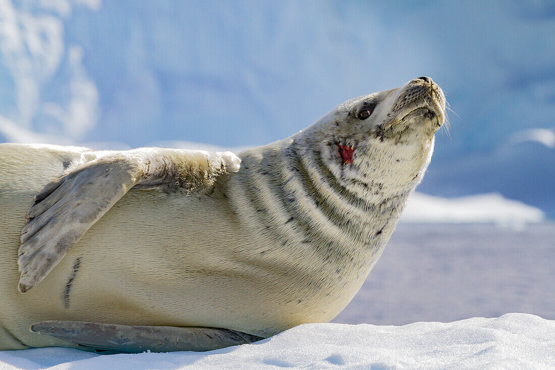 Crabeater seal (Lobodon carcinophaga) hauled out on ice floe near Cuverville Island in the Antarctic Peninsula, Antarctica, Polar Regions