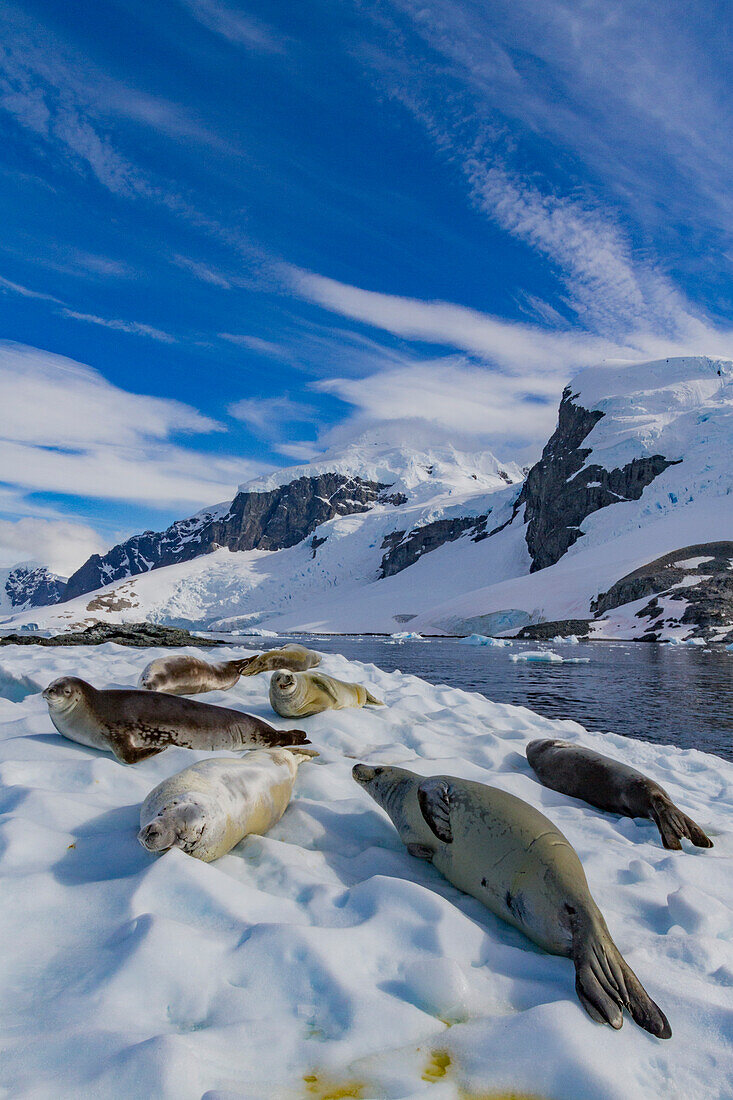 Crabeater seals (Lobodon carcinophaga) hauled out on ice floe near Cuverville Island in the Antarctic Peninsula, Antarctica, Polar Regions