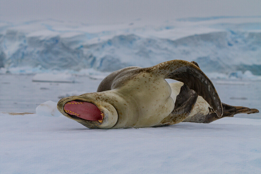 Adult male leopard seal (Hydrurga leptonyx) hauled out on ice in the Gullet near the Antarctic Peninsula, Antarctica, Polar Regions