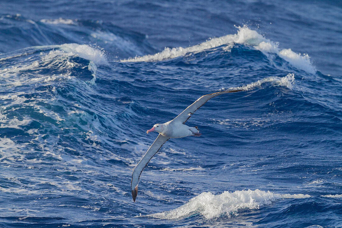 Junger Wanderalbatros (Diomedea exulans) auf den Flügeln in der Nähe der Antarktischen Halbinsel,Südlicher Ozean,Polargebiete