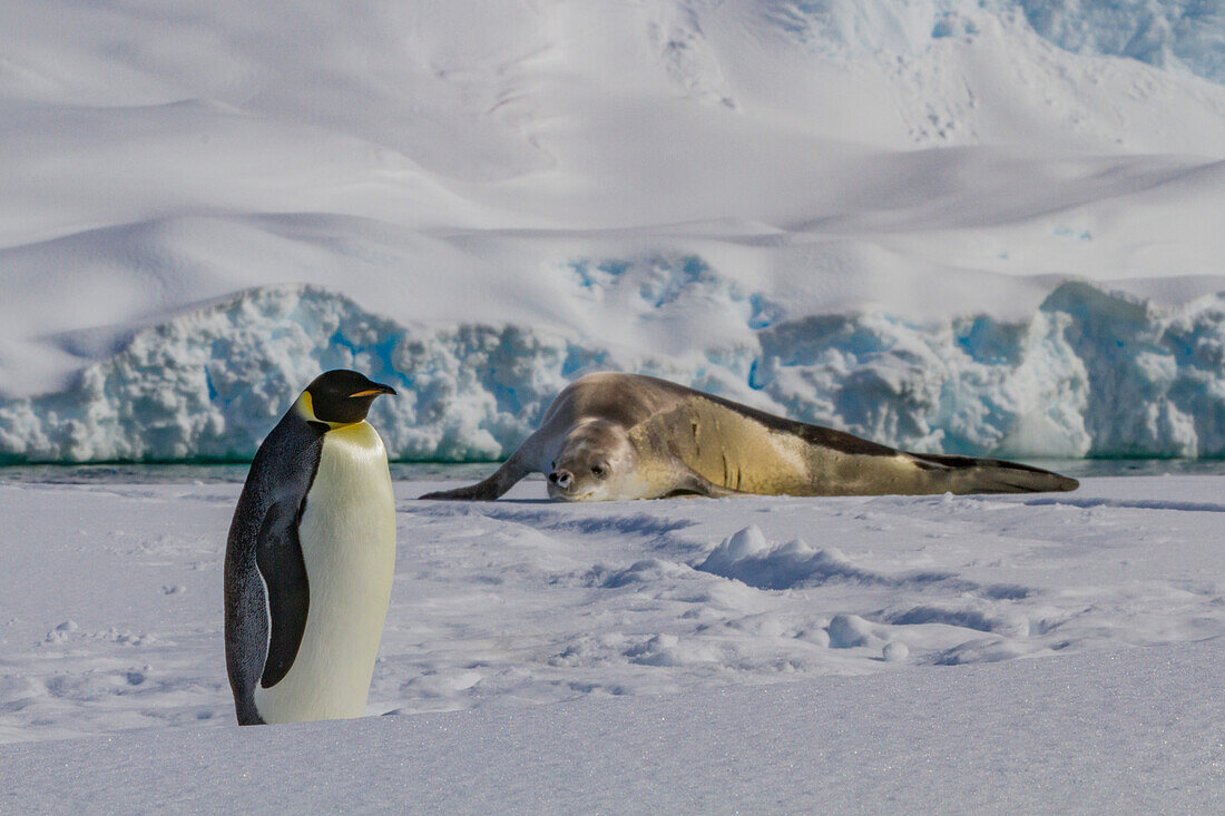 Ein einsamer erwachsener Kaiserpinguin (Aptenodytes forsteri) auf dem Meereis in der Rinne zwischen der Adelaide-Insel und der Antarktischen Halbinsel,Antarktis,Polargebiete