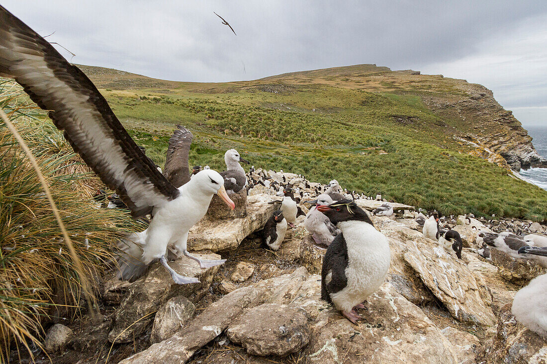 Black-browed albatross (Thalassarche melanophrys) nesting site on West Point Island, Falklands, South Atlantic Ocean, South America