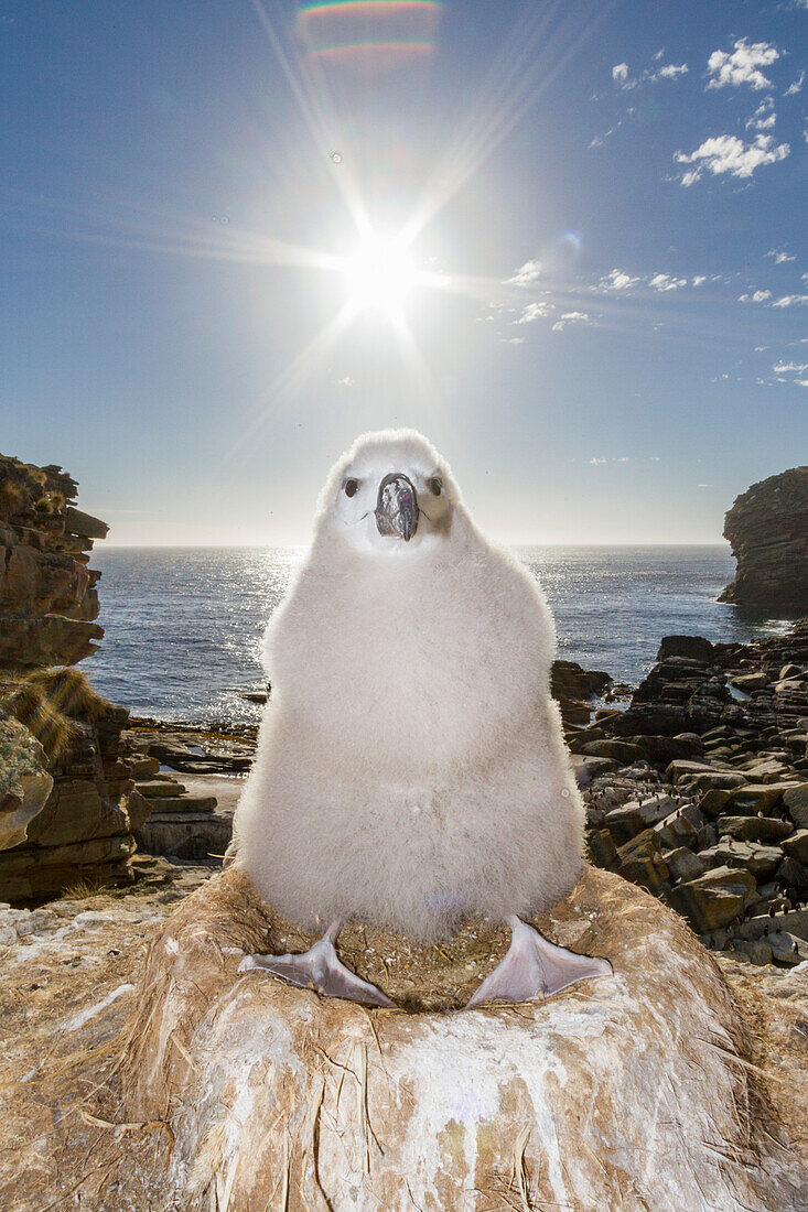 Küken des Schwarzbrauenalbatros (Thalassarche melanophrys) auf dem Nest am Nistplatz auf New Island,Falklandinseln,Südamerika.