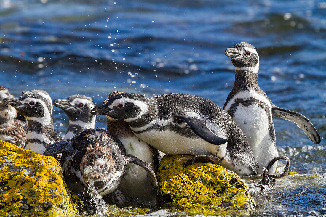 Adult Magellanic penguins (Spheniscus magellanicus) at breeding and molting site on Carcass Island, Falkland Islands, South America