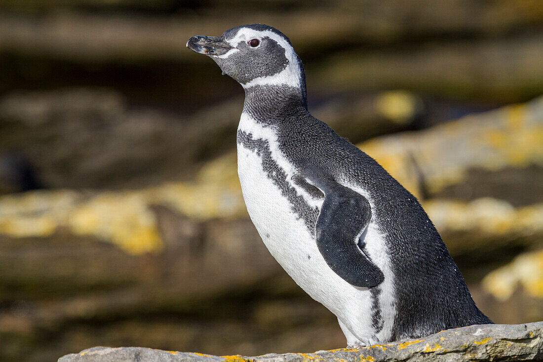 Ausgewachsener Magellanpinguin (Spheniscus magellanicus) am Brut- und Mauserplatz auf Carcass Island,Falklandinseln,Südamerika