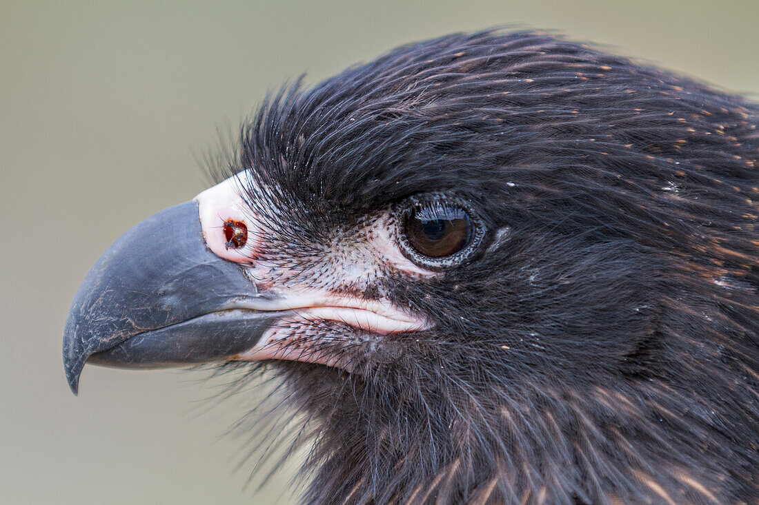 Adulter Streifenkarakara (Phalcoboenus australis),Nahaufnahme,auf Carcass Island auf den Falklandinseln,Südatlantik,Südamerika