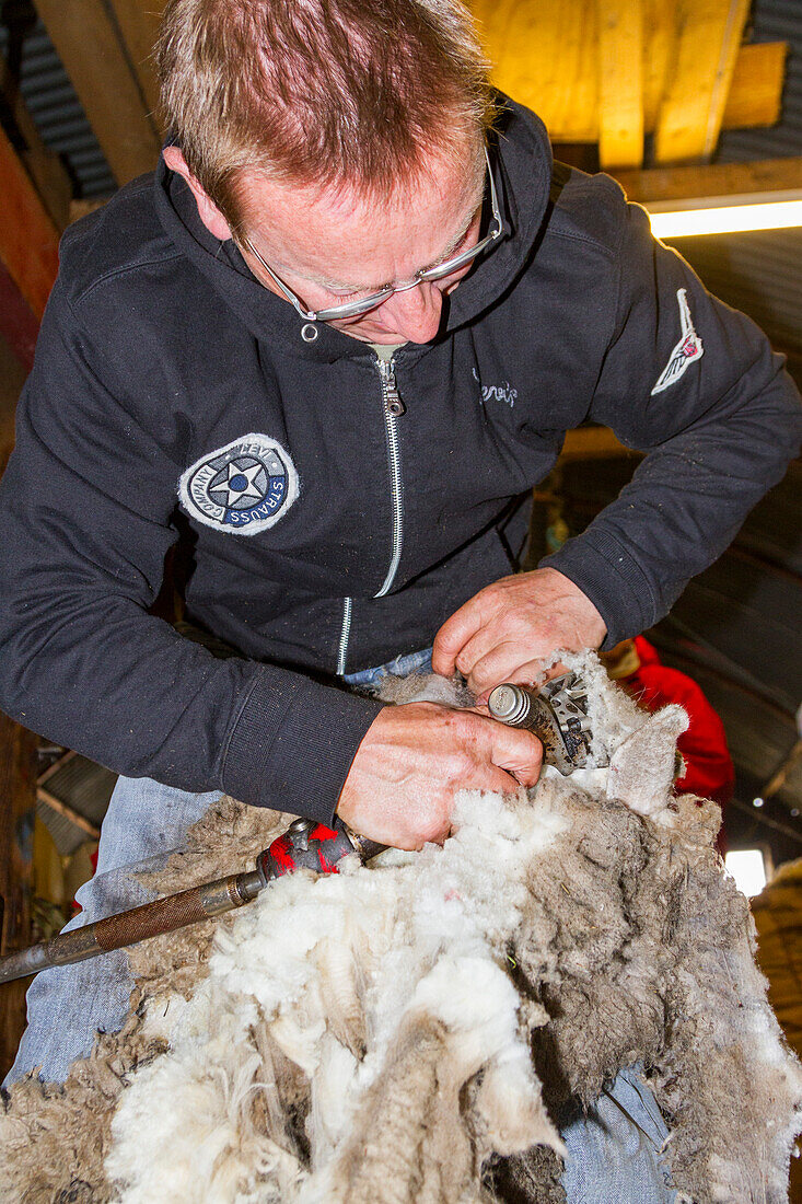 Sheep being shorn at the Long Island sheep farm outside Stanley in the Falkland Islands, South Atlantic Ocean, South America