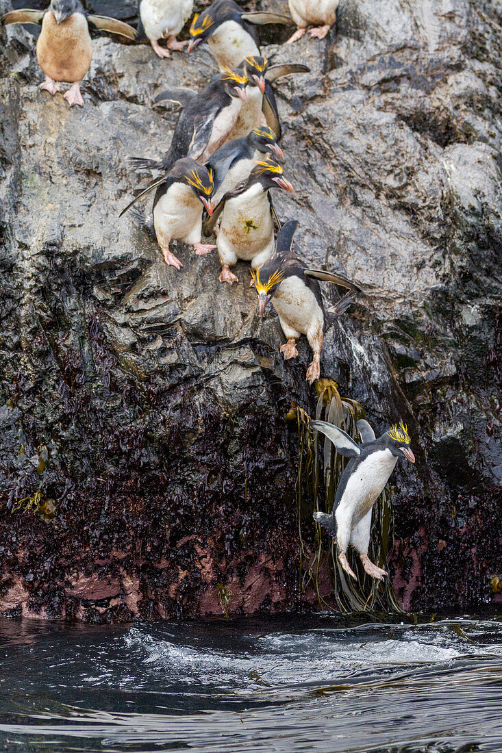 Ausgewachsene Makkaroni-Pinguine (Eudyptes chrysolophus) beim Verlassen ihrer Brutkolonie in Elsehul auf Südgeorgien,Südlicher Ozean,Polargebiete,ins Meer stürzend