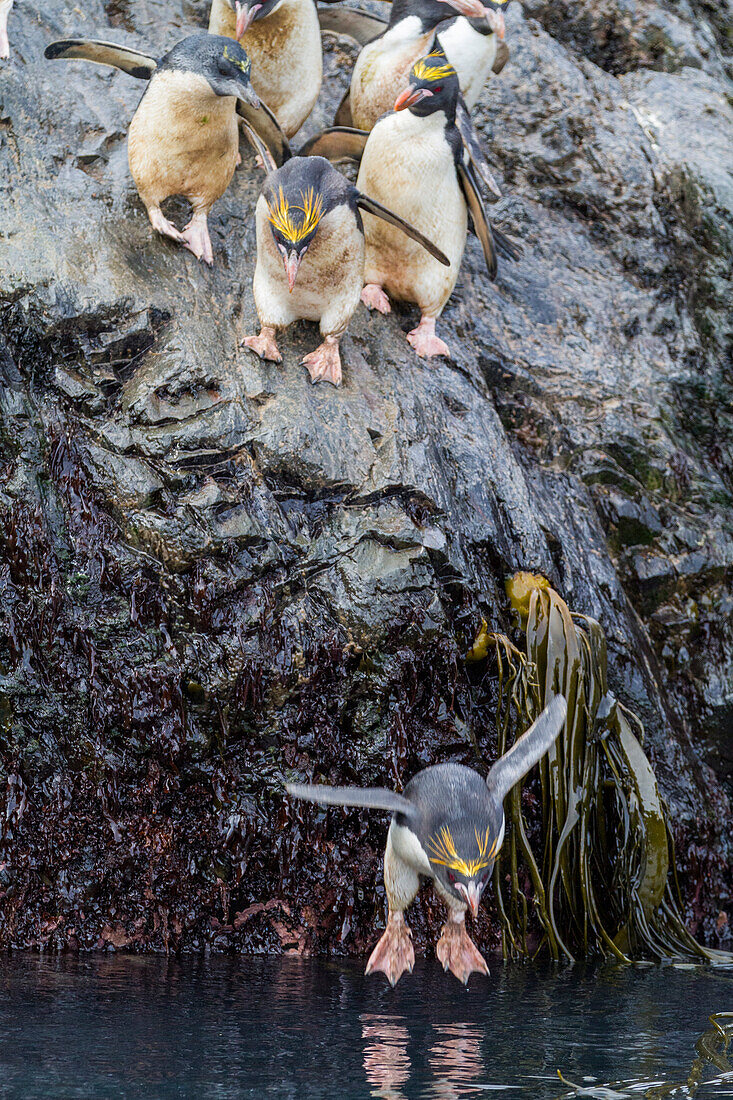 Erwachsene Makkaroni-Pinguine (Eudyptes chrysolophus) stürzen sich beim Verlassen ihrer Brutkolonie bei Elsehul auf Südgeorgien ins Meer,Südlicher Ozean,Polargebiete