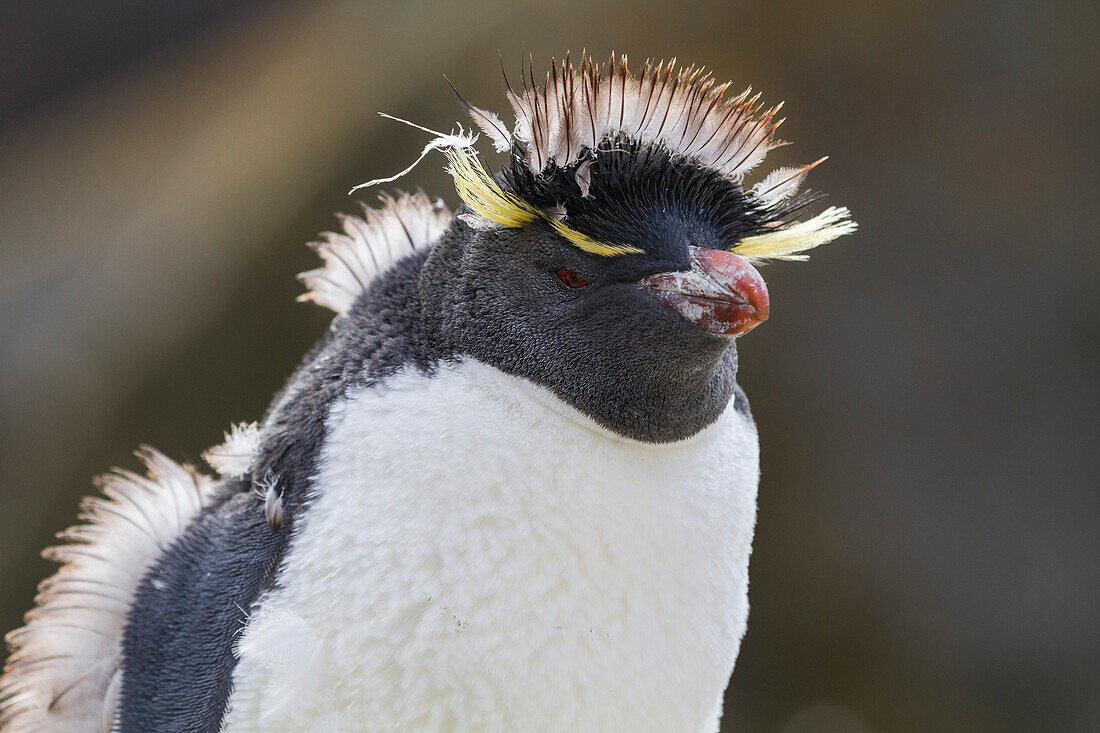 Erwachsener Südlicher Felsenpinguin (Eudyptes chrysocome chrysocome) in der Brut- und Mauserkolonie,Falklandinseln,Südamerika