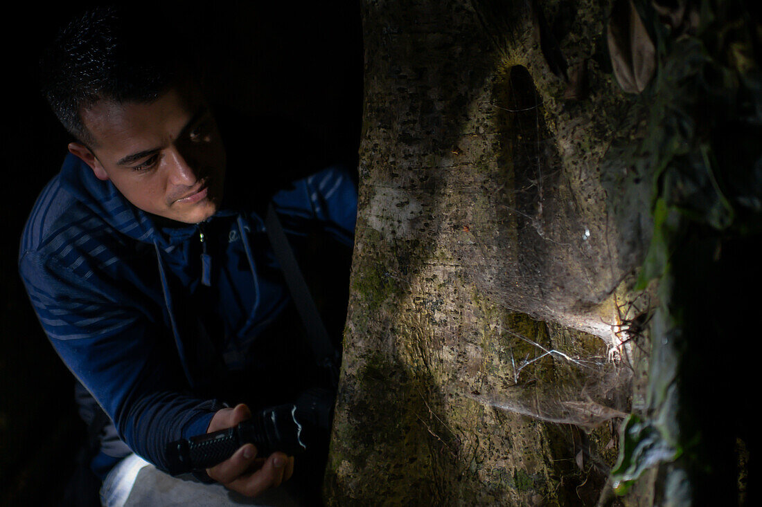 George of the Cloud Forest, guide and wildlife specialist, illuminates a big spider on tree during night fauna tour, Costa Rica