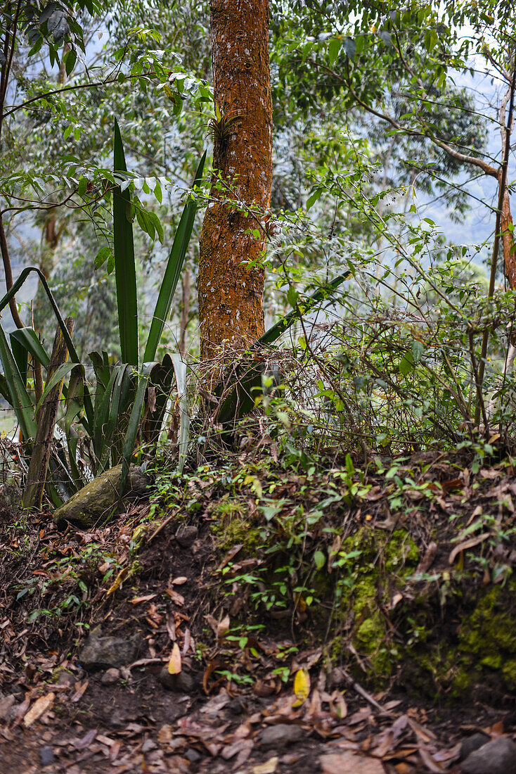 Combeima Canyon, Ibague, Colombia