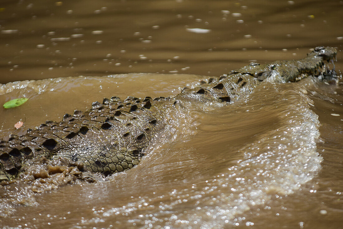 Amerikanisches Krokodil (Crocodylus acutus) im Tarcoles-Fluss,Costa Rica