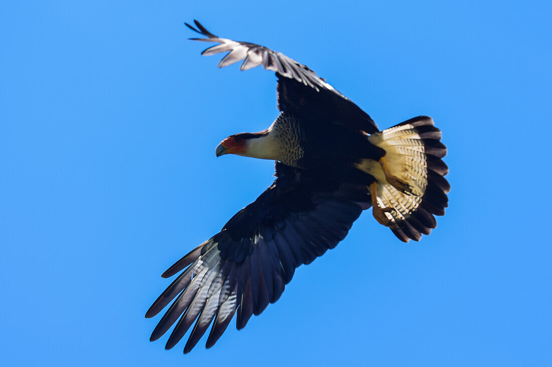 Fliegender Haubenkarakara im Tarcoles-Fluss,Costa Rica