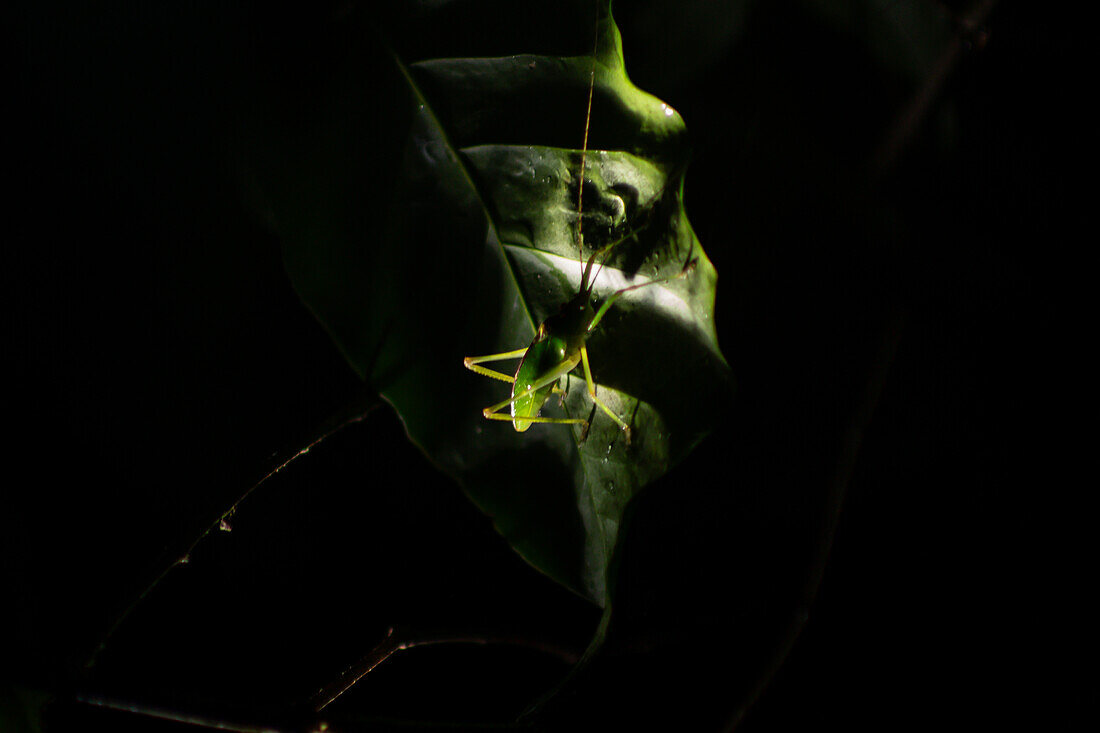 Grasshopper at night on tree during night fauna tour in Costa Rica