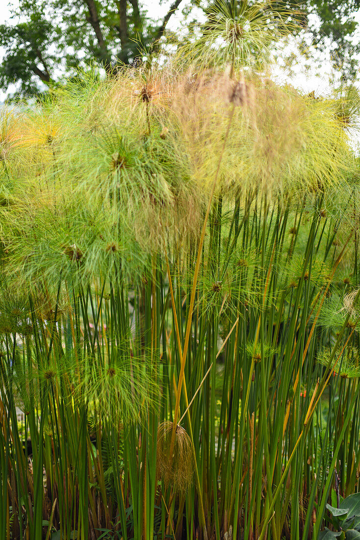 Papyrus (Cyperus papyrus) in Combeima Canyon, Ibague, Colombia