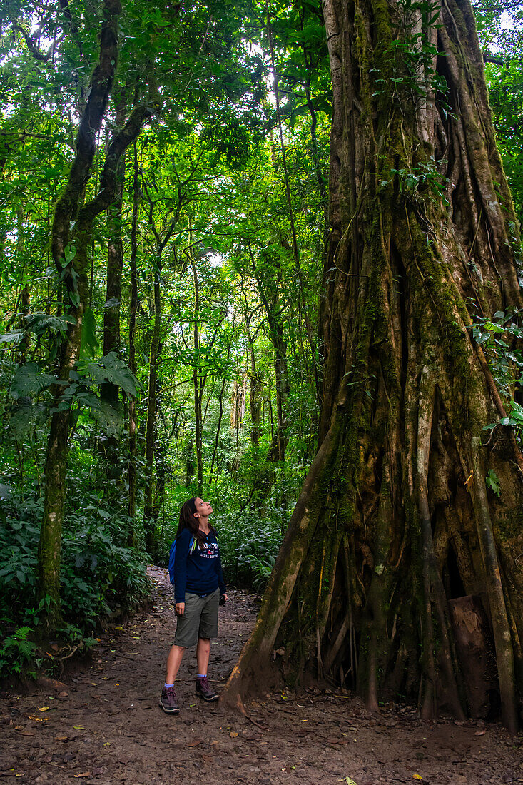 Young caucasian woman admires a Large Strangler Fig Tree (Ficus costaricana), Monteverde, Costa Rica