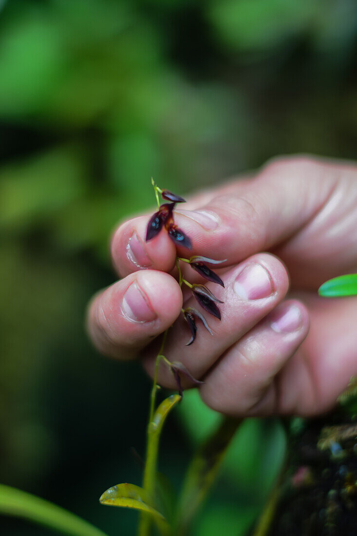 Männerhand zeigt eine kleine Orchidee (Pleurothallis tuerckheimii),Monteverde