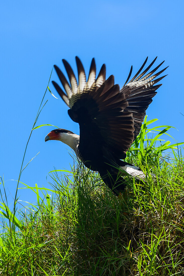 Flying crested caracara in Tarcoles River, Costa Rica