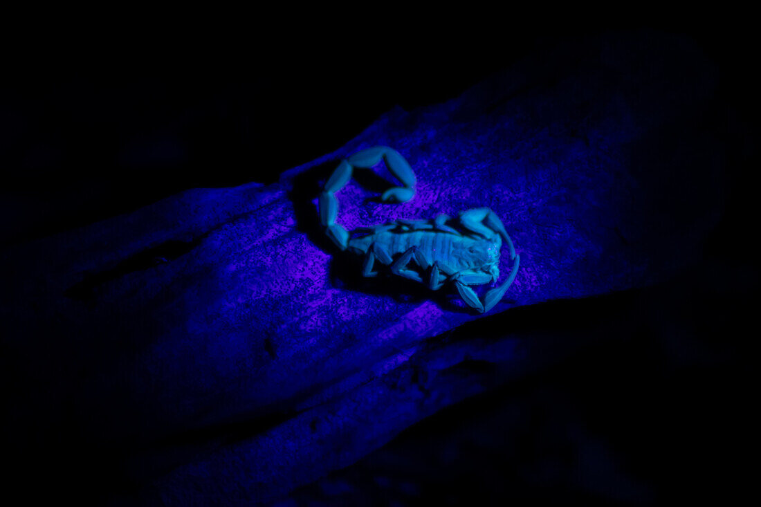 A scorpion glowing under UV light