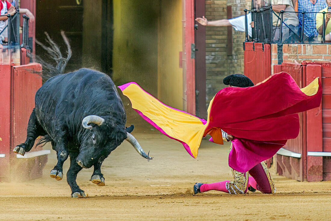 A dramatic scene of a bullfighter kneeling as a bull charges during a bullfight in Spain, known as portagayola.