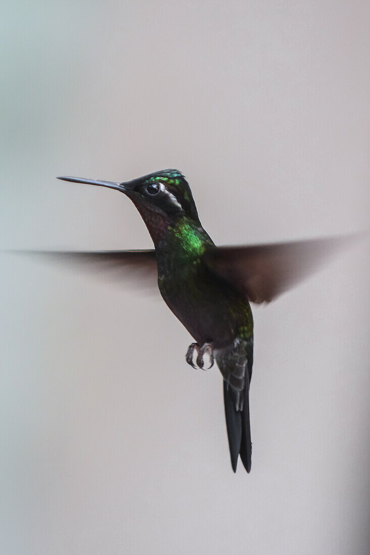 Hummingbird in flight, Monterey, Costa Rica