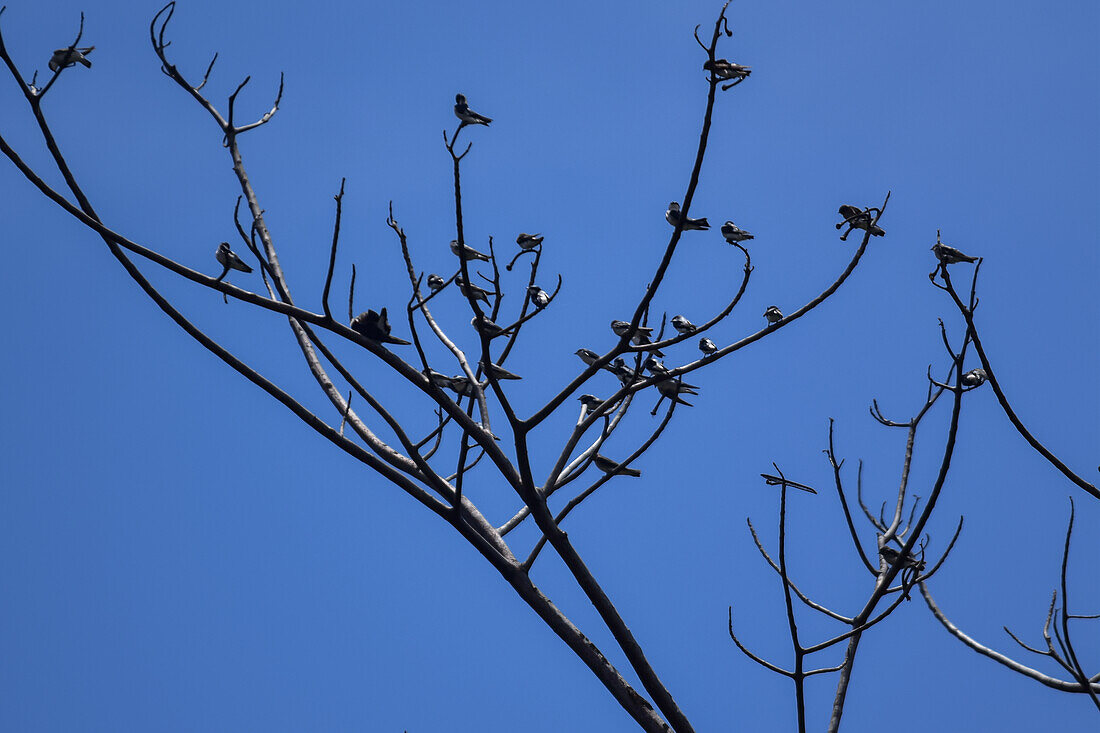 Birds rest on tree in Tarcoles River