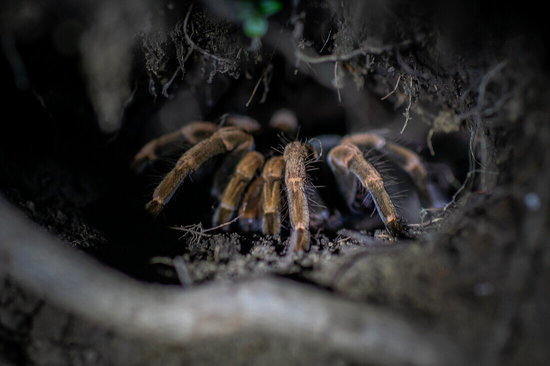 Vogelspinne in einem Baum bei Nacht,Costa Rica