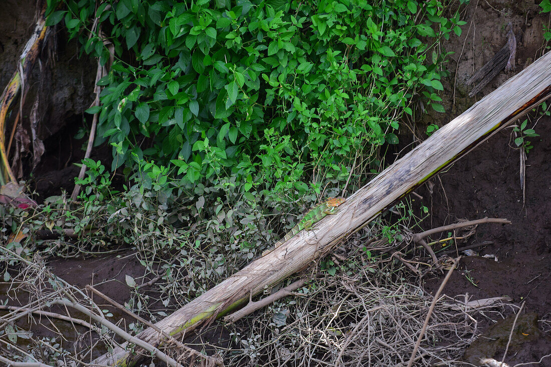 Leguan auf einem Ast im Fluss Tarcoles