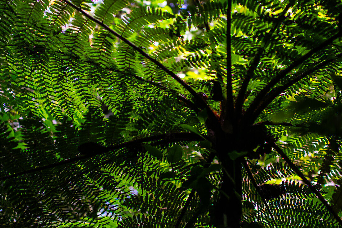 Grüner Farn in Monteverde,Costa Rica