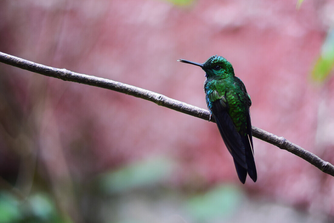 Green hummingbird perched on tree, Monteverde, Costa Rica