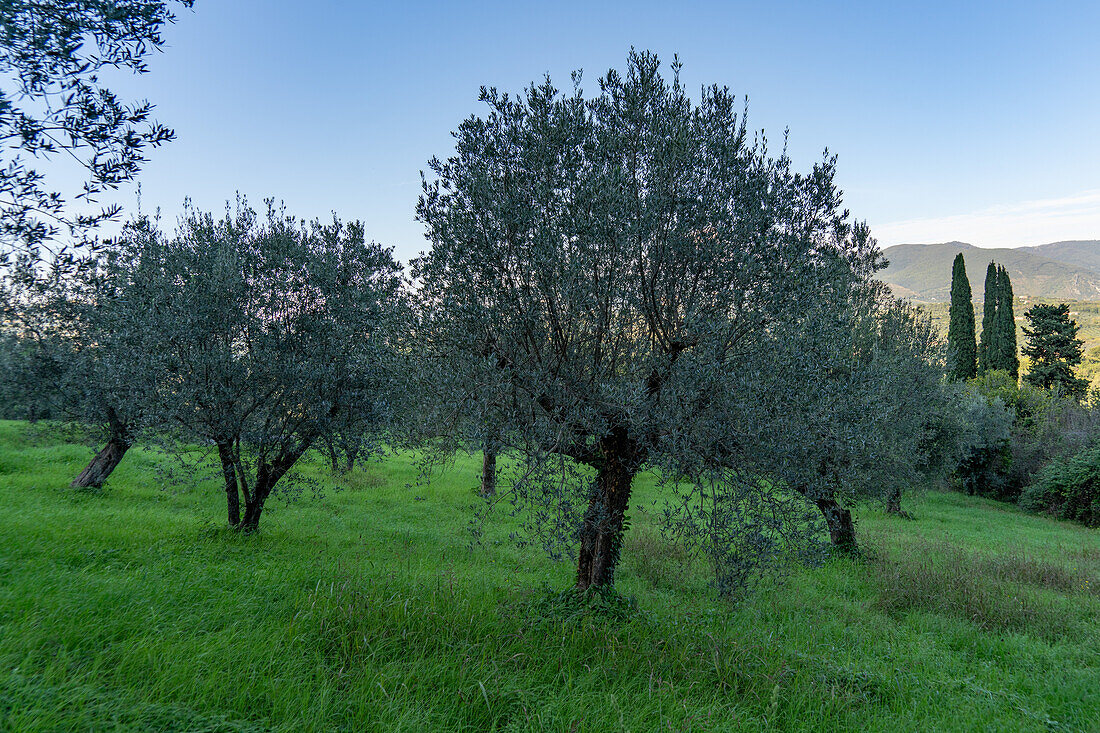 An olive grove or orchard in the hilly Fara in Sabina area of Lazio, Italy.