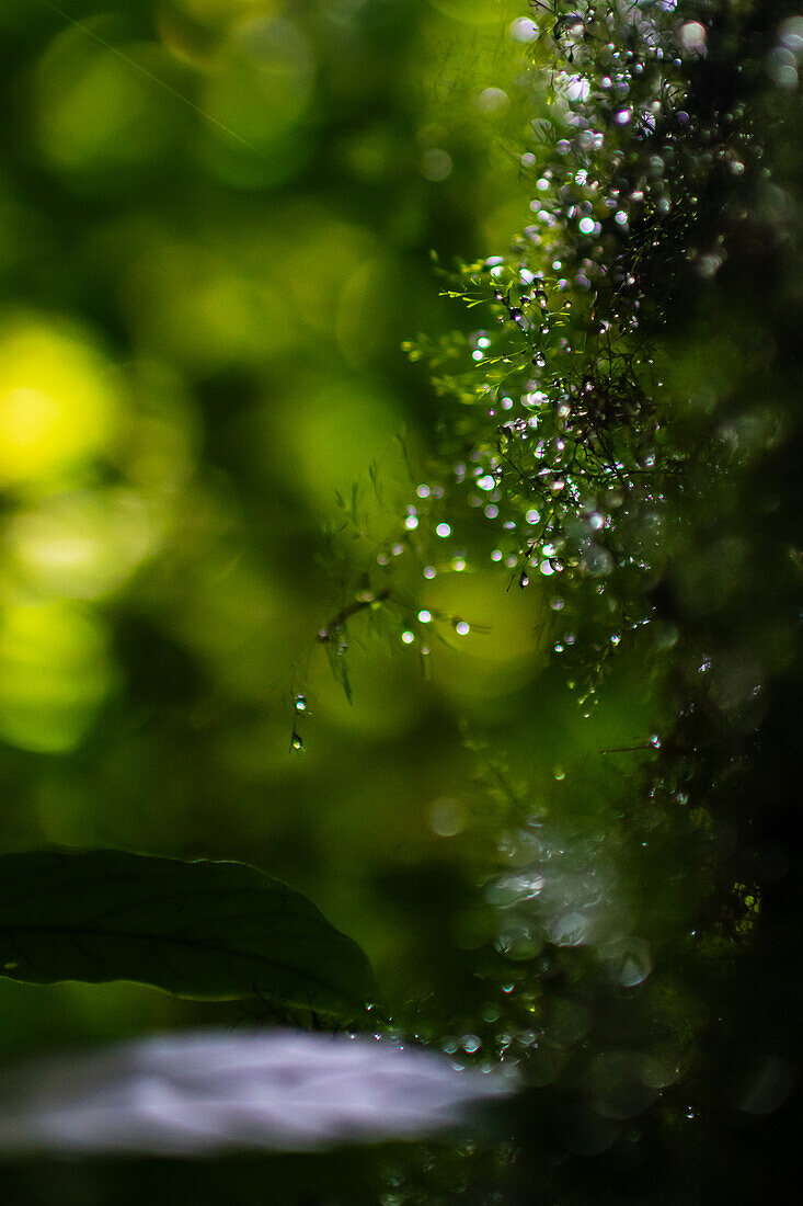 Water drops in plant, Monterey cloud forest, Costa Rica