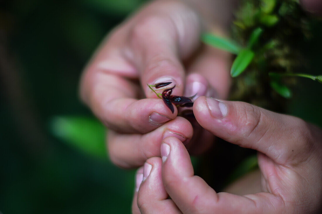 Hand of man showing a small orchid (Pleurothallis tuerckheimii), Monteverde