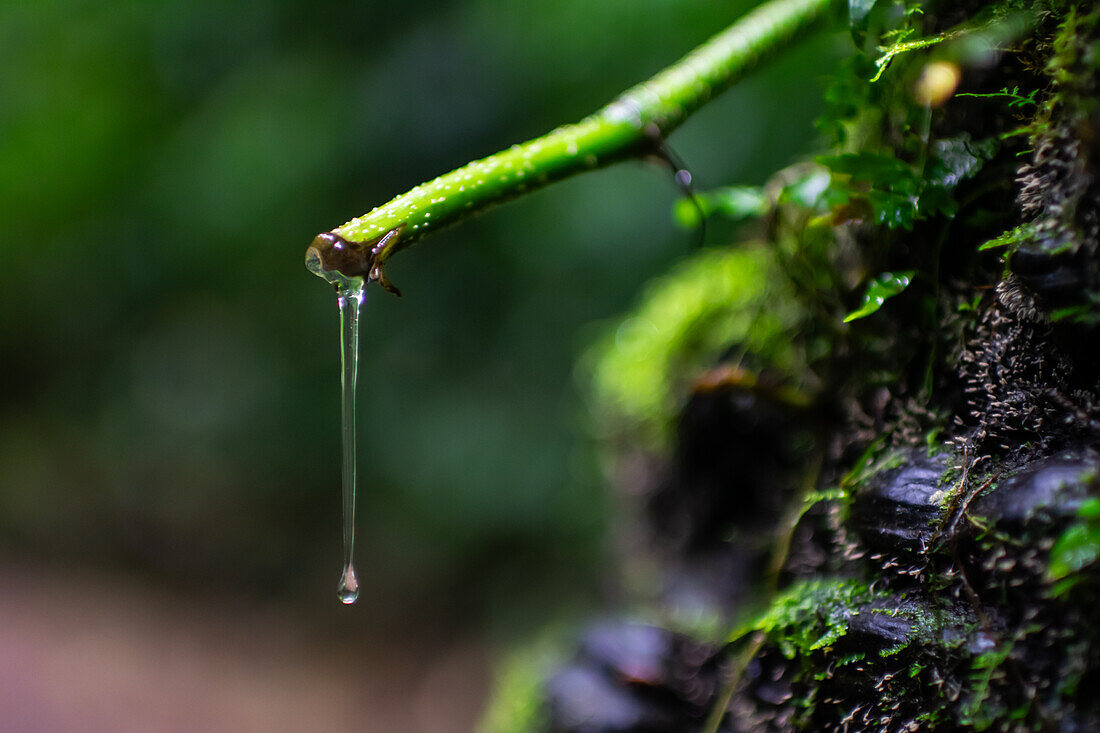 Liquid substance falling from leaf in Monterey cloud forest, Costa Rica