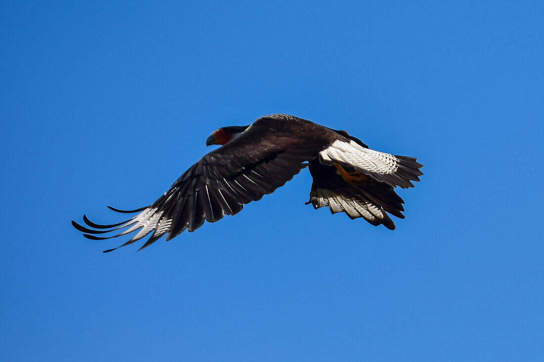 Flying crested caracara in Tarcoles River, Costa Rica