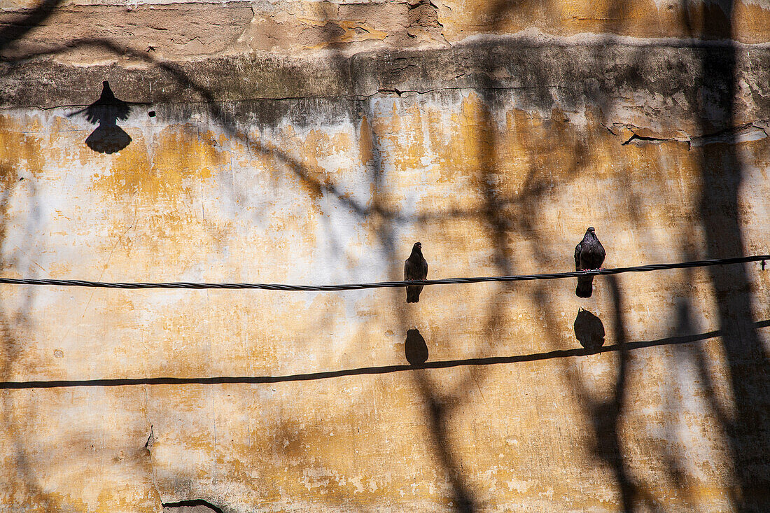 Tauben landen auf einem Seil in Alfama und werfen Schatten auf eine verwitterte Mauer,umgeben von der Essenz von Lissabons Charme.