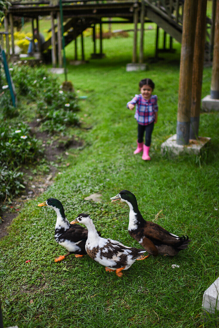 Young girl running behind a group of ducks in Colombia