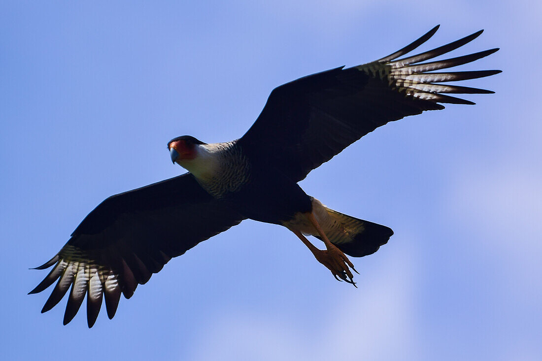 Fliegender Schopfkarakara im Tarcoles-Fluss,Costa Rica