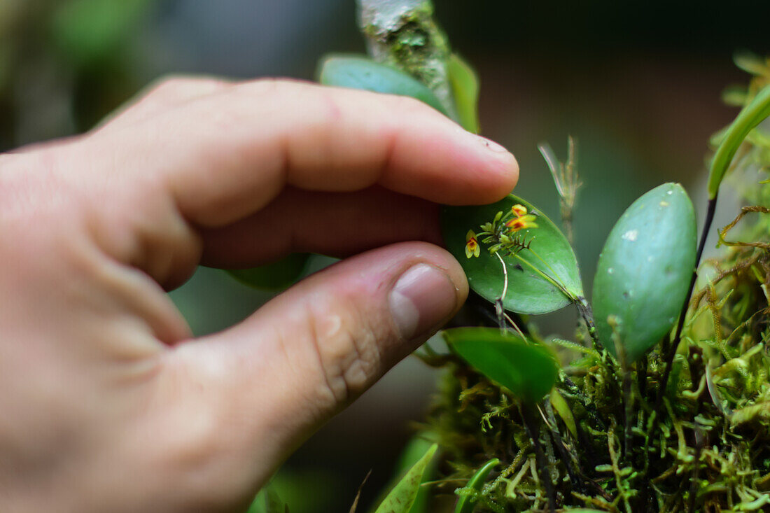 Hands of a guide showing a tiny orchid (Lepanthes pecunialis), Monterey