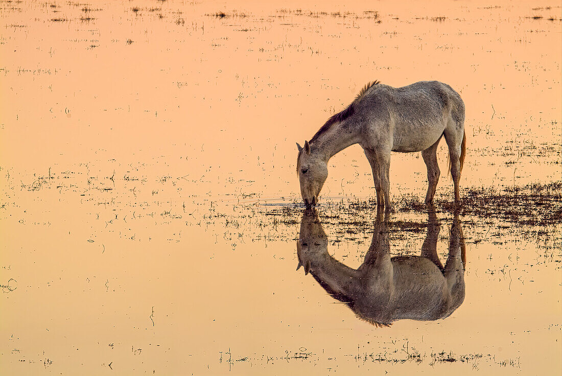 Eine wunderschöne Marismena-Stute grast friedlich in der ruhigen Sumpflandschaft des Doñana-Nationalparks,die sich bei Sonnenuntergang im stillen Wasser spiegelt.