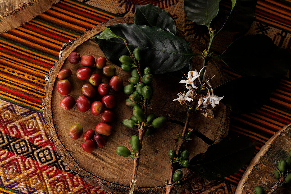 Arabica coffee (Coffea arabica) on the small family-owned Finca Los Angeles in Jardin, Colombia. Shown here are green and ripe coffee berries and flowers