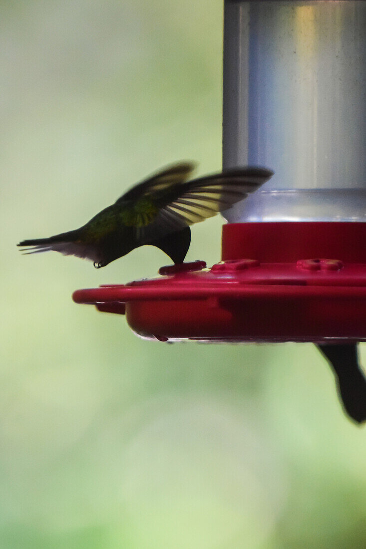 Hummingbird eating from a feeder