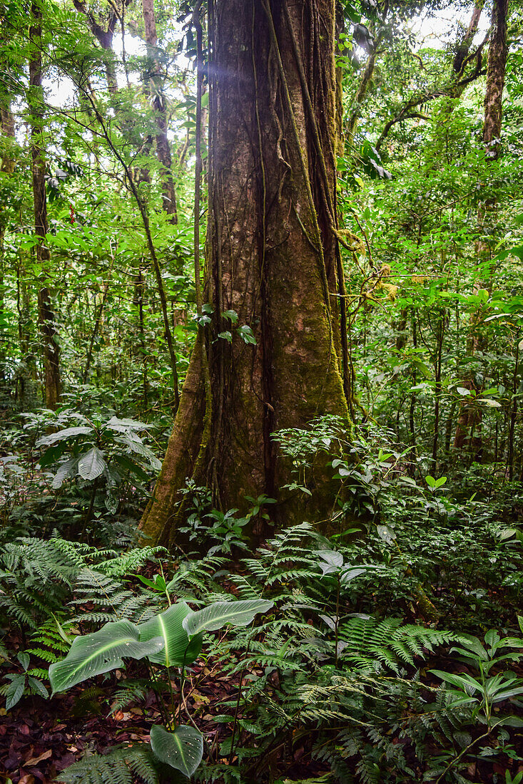 Trees and vegetation in Monteverde cloud forest, Costa Rica