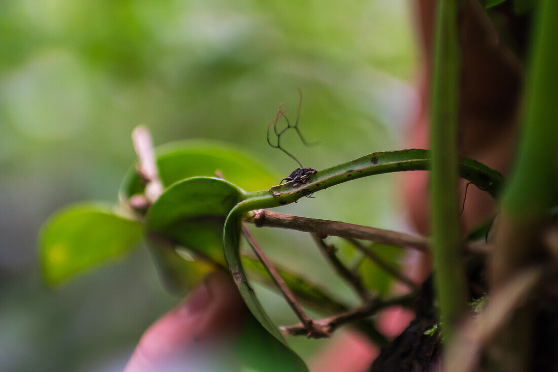 Flora and fauna of Monterey cloud forest