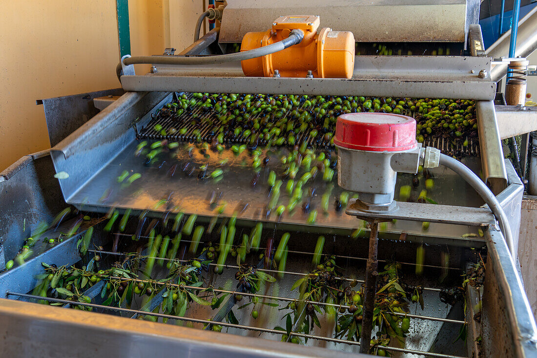 Washed olives move into a bin to be carried into the crushing machine in an olive oil mill in Italy.