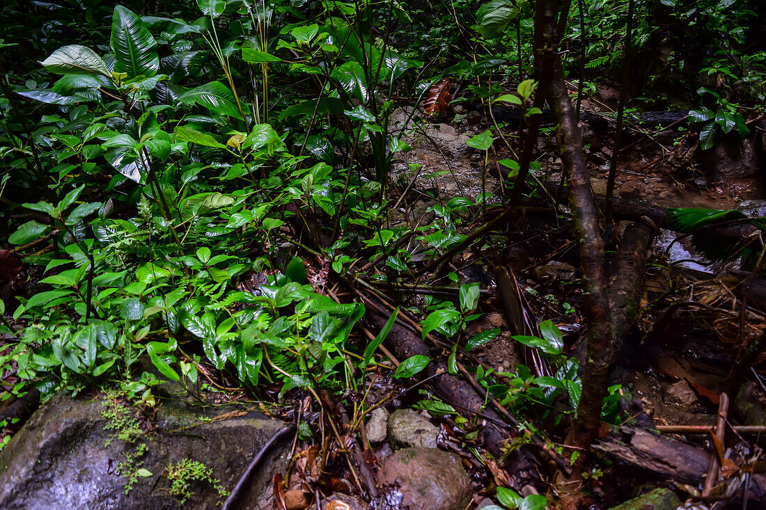 Vegetation in La Fortuna,Costa Rica