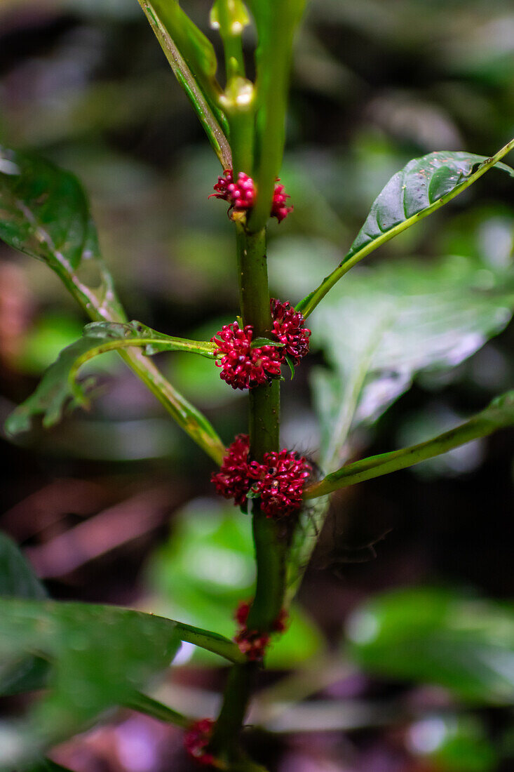 Hoffmannia congesta im Nebelwald von Monteverde,Costa Rica