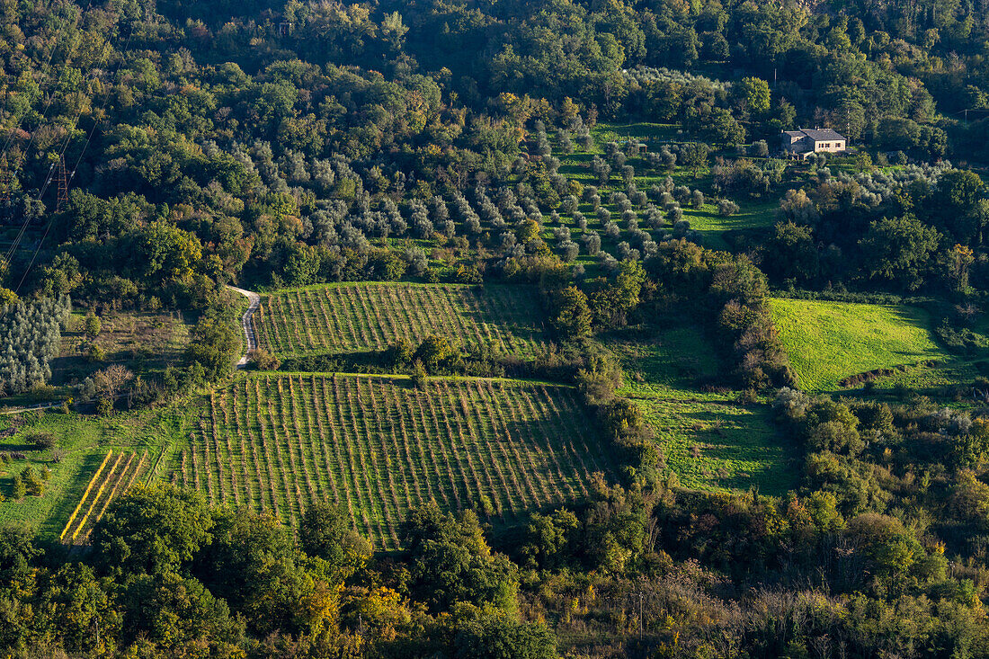 A veiw of olive orchards and grape vineyards in the Umbrian countryside from the hilltop town of Orvieto, Italy.