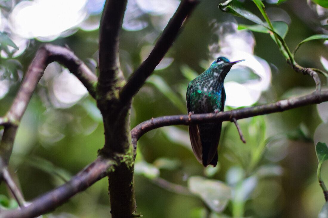 Green hummingbird perched on tree, Monteverde, Costa Rica